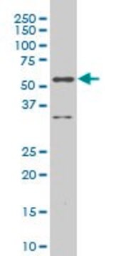 ANTI-RUNX2 antibody produced in mouse clone 4E5, ascites fluid