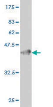 Monoclonal Anti-GUCY2C antibody produced in mouse clone 2F3, purified immunoglobulin, buffered aqueous solution