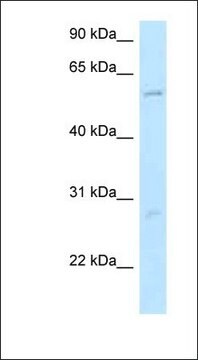 Anti-SMG9 antibody produced in rabbit affinity isolated antibody