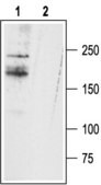 Anti-Sodium Channel NaV1.9 antibody produced in rabbit affinity isolated antibody, lyophilized powder