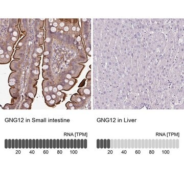 Anti-GNG12 antibody produced in rabbit Prestige Antibodies&#174; Powered by Atlas Antibodies, affinity isolated antibody, buffered aqueous glycerol solution