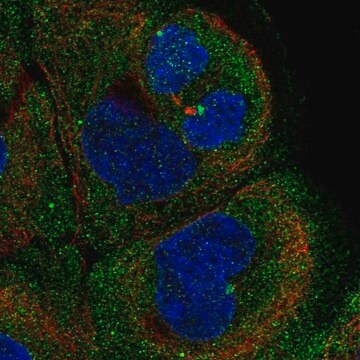 Anti-PITPNM1 antibody produced in rabbit Prestige Antibodies&#174; Powered by Atlas Antibodies, affinity isolated antibody