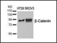 Anti-CTNNB1 (Ab-37) antibody produced in rabbit affinity isolated antibody