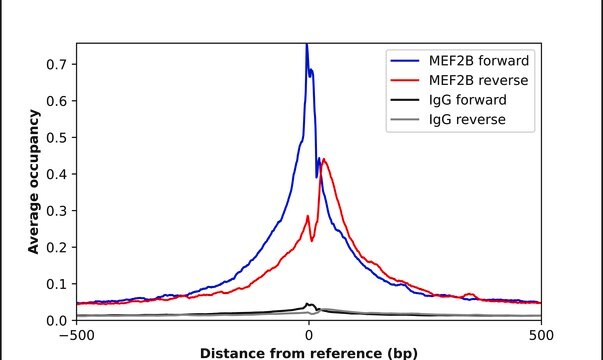 Anti-MEF2B antibody produced in rabbit Prestige Antibodies&#174; Powered by Atlas Antibodies, affinity isolated antibody, buffered aqueous glycerol solution