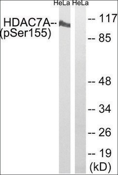 Anti-phospho-HDAC7A (pSer155) antibody produced in rabbit affinity isolated antibody