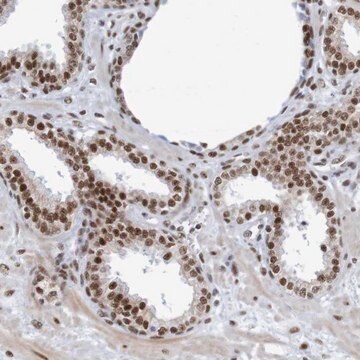 Anti-THRAP3 antibody produced in rabbit Prestige Antibodies&#174; Powered by Atlas Antibodies, affinity isolated antibody, buffered aqueous glycerol solution