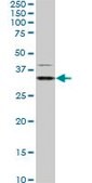 Monoclonal Anti-HEYL antibody produced in mouse clone 4A11, purified immunoglobulin, buffered aqueous solution