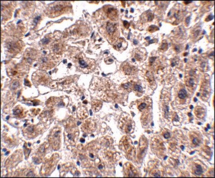 Anti-OCLN antibody produced in rabbit affinity isolated antibody, buffered aqueous solution