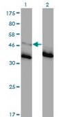 Monoclonal Anti-GLRA1 antibody produced in mouse clone 2E6, purified immunoglobulin, buffered aqueous solution