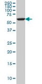 Monoclonal Anti-FAAH antibody produced in mouse clone 4H8, purified immunoglobulin, buffered aqueous solution