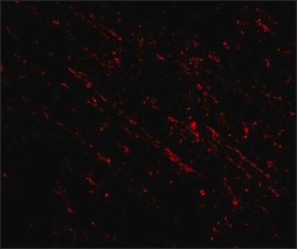 Anti-Nanos1 (ab2) antibody produced in rabbit affinity isolated antibody, buffered aqueous solution