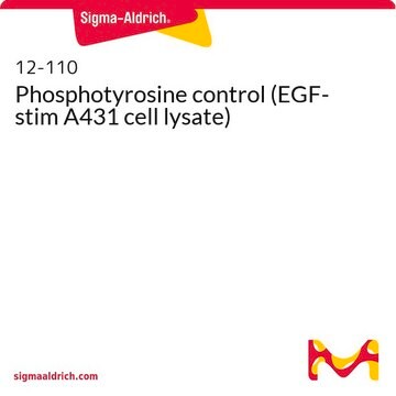 Phosphotyrosine control (EGF-stim A431 cell lysate)