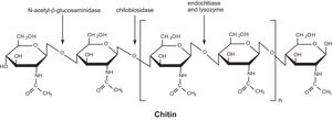 Chitinase from Trichoderma viride lyophilized powder, &#8805;600&#160;units/g solid