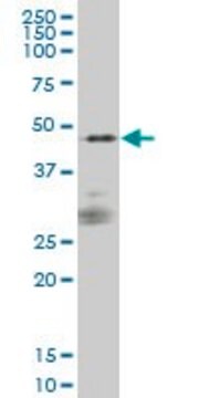 Monoclonal Anti-PTPNS1 antibody produced in mouse clone 1D10, purified immunoglobulin, buffered aqueous solution