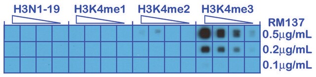 Anti-Trimethyl-Histone H3 (Lys4) antibody, Rabbit monoclonal recombinant, expressed in HEK 293 cells, clone RM137, purified immunoglobulin