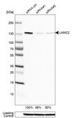 Monoclonal Anti-LAMC2 antibody produced in mouse Prestige Antibodies&#174; Powered by Atlas Antibodies, clone CL2980, purified immunoglobulin, buffered aqueous glycerol solution