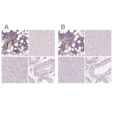 Anti-MPO antibody produced in rabbit Prestige Antibodies&#174; Powered by Atlas Antibodies, affinity isolated antibody, buffered aqueous glycerol solution