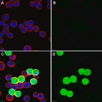 Anti-Adenovirus 1,2,5,6 Antibody, clone 7/48.7c ascites fluid, clone 7/48.7c, Chemicon&#174;