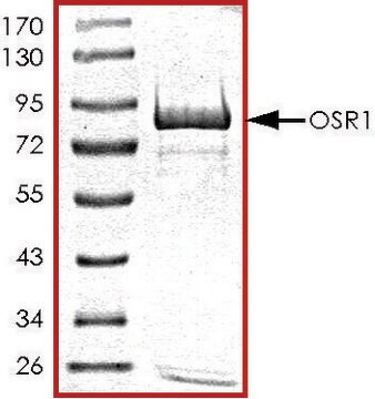 OSR1, GST tagged human recombinant, expressed in baculovirus infected Sf9 cells, &#8805;70% (SDS-PAGE), buffered aqueous glycerol solution