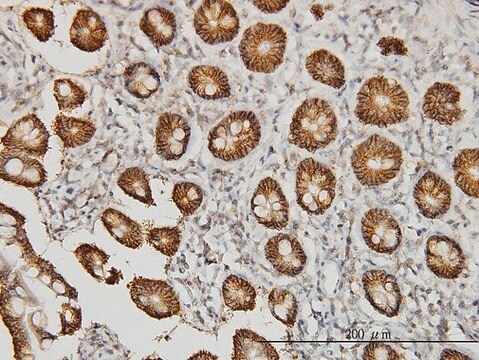 Monoclonal Anti-CLDN1 antibody produced in mouse clone 1C5-D9, purified immunoglobulin, buffered aqueous solution