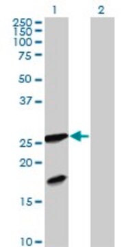 Anti-FXN antibody produced in mouse purified immunoglobulin, buffered aqueous solution