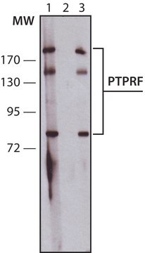 Anti-PTPRF (C-terminal) antibody produced in rabbit IgG fraction of antiserum