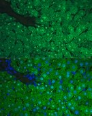 Anti-ARG1/Arginase 1 antibody produced in rabbit