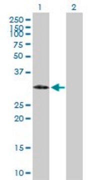 Anti-IGFBP2 antibody produced in mouse purified immunoglobulin, buffered aqueous solution