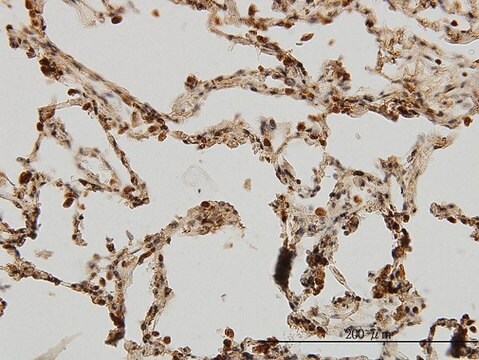 Monoclonal Anti-IRAK1, (C-terminal) antibody produced in mouse clone 3A9, purified immunoglobulin, buffered aqueous solution