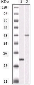 Monoclonal Anti-AURKB antibody produced in mouse clone 13E8D3, ascites fluid