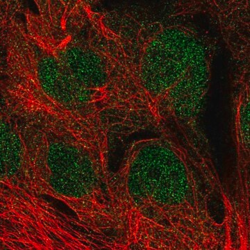 Anti-MGMT antibody produced in rabbit Prestige Antibodies&#174; Powered by Atlas Antibodies, affinity isolated antibody