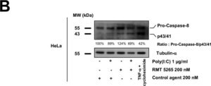 Monoclonal Anti-&#945;-Tubulin antibody produced in mouse clone B-5-1-2, ascites fluid
