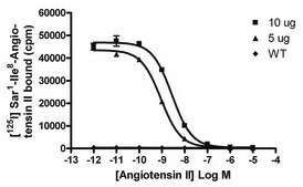 ChemiSCREEN Human Angiotensin II Receptor, Type I Membrane Preparation Human AT1 GPCR membrane preparation for Radioligand binding Assays &amp; GTP&#947;S binding.