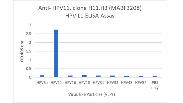 Anti-HPV11 Antibody, clone H11.H3