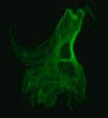 Monoclonal Anti-Tubulin, Tyrosine antibody produced in mouse clone TUB-1A2, ascites fluid
