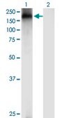 Monoclonal Anti-TRPA1 antibody produced in mouse clone 6G8, purified immunoglobulin, buffered aqueous solution