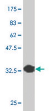 Monoclonal Anti-PTF1A, (C-terminal) antibody produced in mouse clone 4B1, purified immunoglobulin, buffered aqueous solution