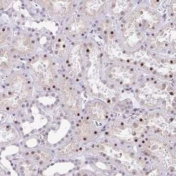 Anti-WDR72 antibody produced in rabbit Prestige Antibodies&#174; Powered by Atlas Antibodies, affinity isolated antibody, buffered aqueous glycerol solution