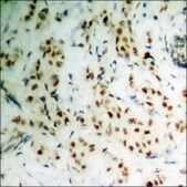 Anti-phospho-SREBP-1 (pSer439) antibody produced in rabbit affinity isolated antibody