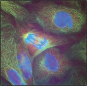 Monoclonal Anti-&#946;-Tubulin antibody produced in mouse clone 2-28-33, ascites fluid