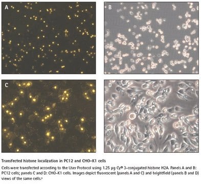 ProteoJuice Protein Transfection Reagent Efficient protein delivery into mammalian cells