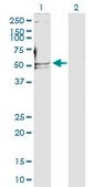 Anti-POLD2 antibody produced in rabbit purified immunoglobulin, buffered aqueous solution