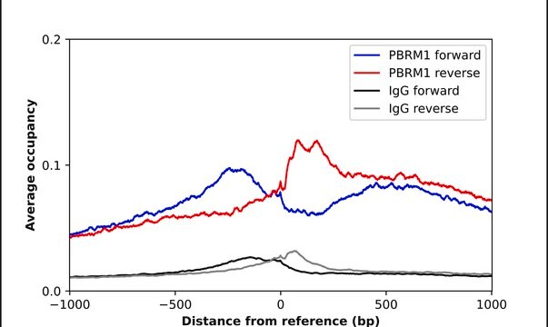 Anti-PBRM1 antibody produced in rabbit Prestige Antibodies&#174; Powered by Atlas Antibodies, affinity isolated antibody