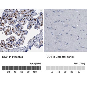 Anti-IDO1 antibody produced in rabbit affinity isolated antibody, buffered aqueous glycerol solution, Ab2