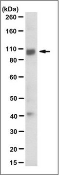 Anti-DDPIV/CD26 Antibody, clone 9F1.2 clone 9F1.2, from mouse