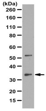 Anti-Mitoferrin-1/Mfrn1 Antibody serum, from rabbit