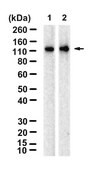 Anti-TLR9/CD289 Antibody, clone 2L12 ZooMAb&#174; Rabbit Monoclonal recombinant, expressed in HEK 293 cells