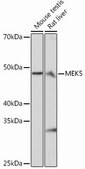 Anti-MEK5 antibody produced in rabbit