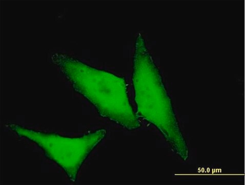 Monoclonal Anti-HSPB1 antibody produced in mouse clone 3G3, purified immunoglobulin, buffered aqueous solution