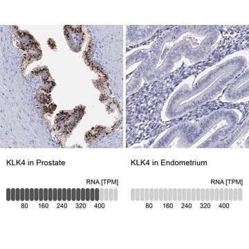 Anti-KLK4 antibody produced in rabbit Prestige Antibodies&#174; Powered by Atlas Antibodies, affinity isolated antibody, buffered aqueous glycerol solution